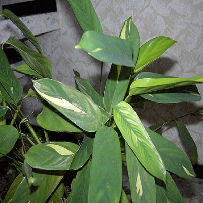 راهنمای نگهداری و پرورش گل و گیاهان زینتی - مارانتا آروندیناسه